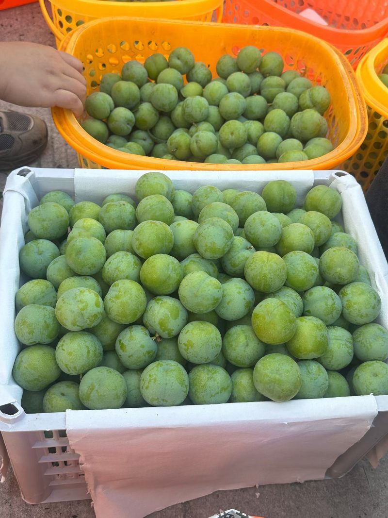 青脆李