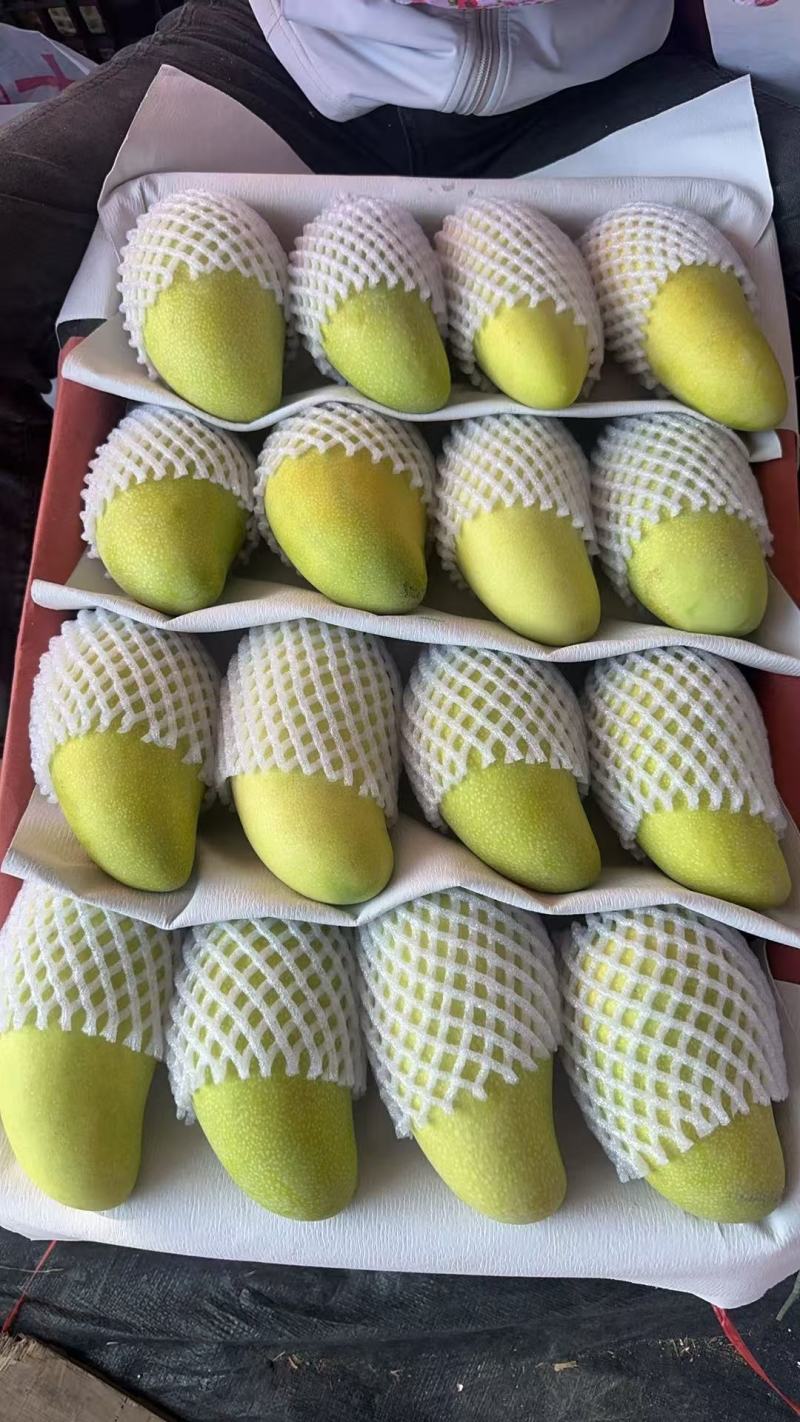 海南套袋细皮精品特级纸核金煌芒水仙芒，果地看货，可开发票