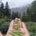 安徽皖南川藏线高山茶