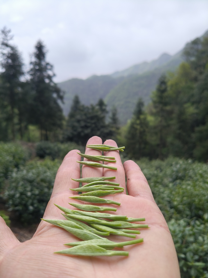 安徽皖南川藏线高山茶
