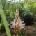 野生蜂蜜