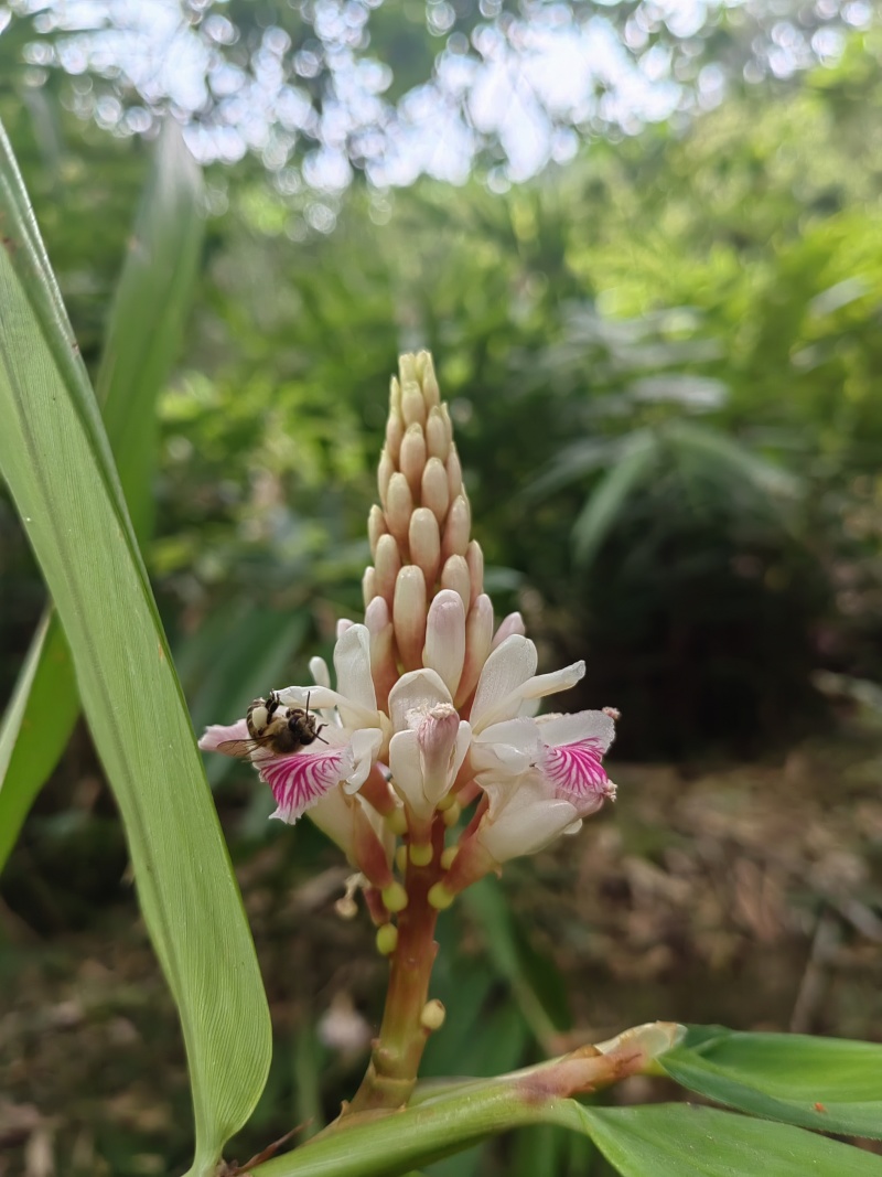 野生蜂蜜