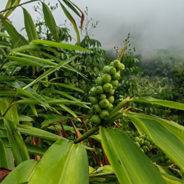 野生蜂蜜