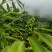 野生蜂蜜