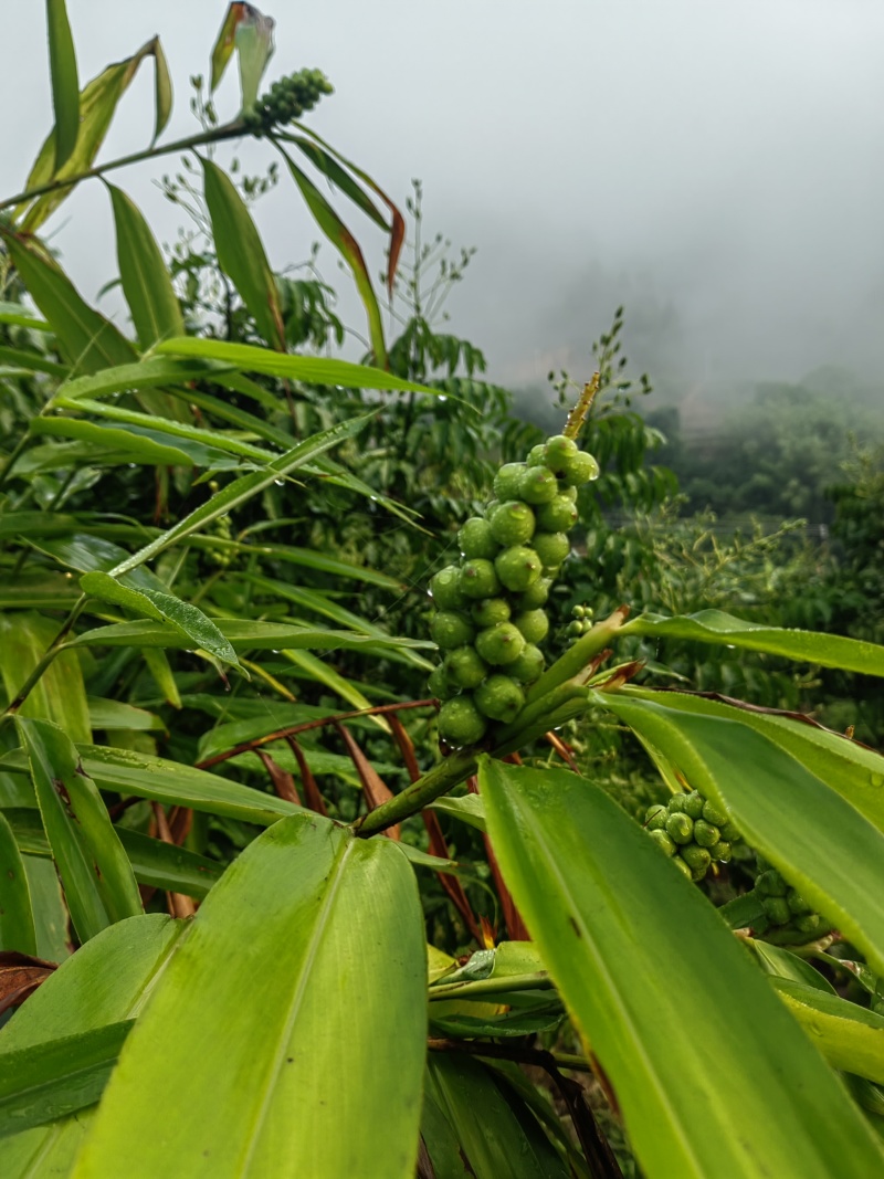 野生蜂蜜