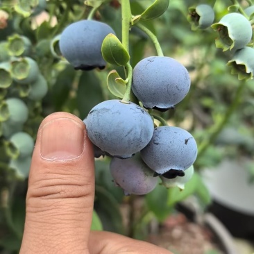 蓝莓