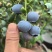 蓝莓