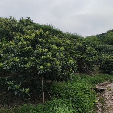 浙江省仙居县东槐杨梅于6月中旬上市