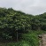 浙江省仙居县东槐杨梅于6月中旬上市
