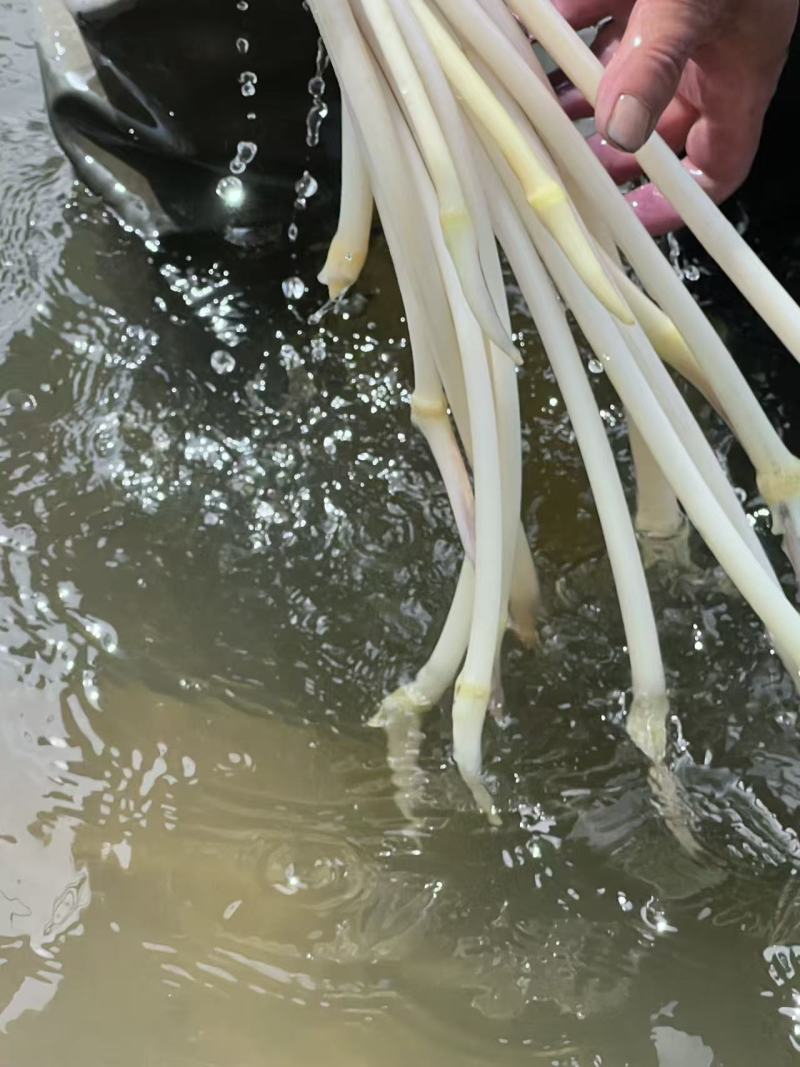新鲜藕尖