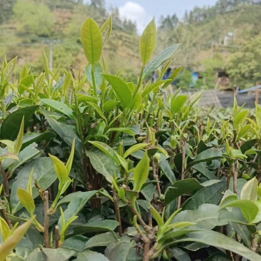 广西六堡茶