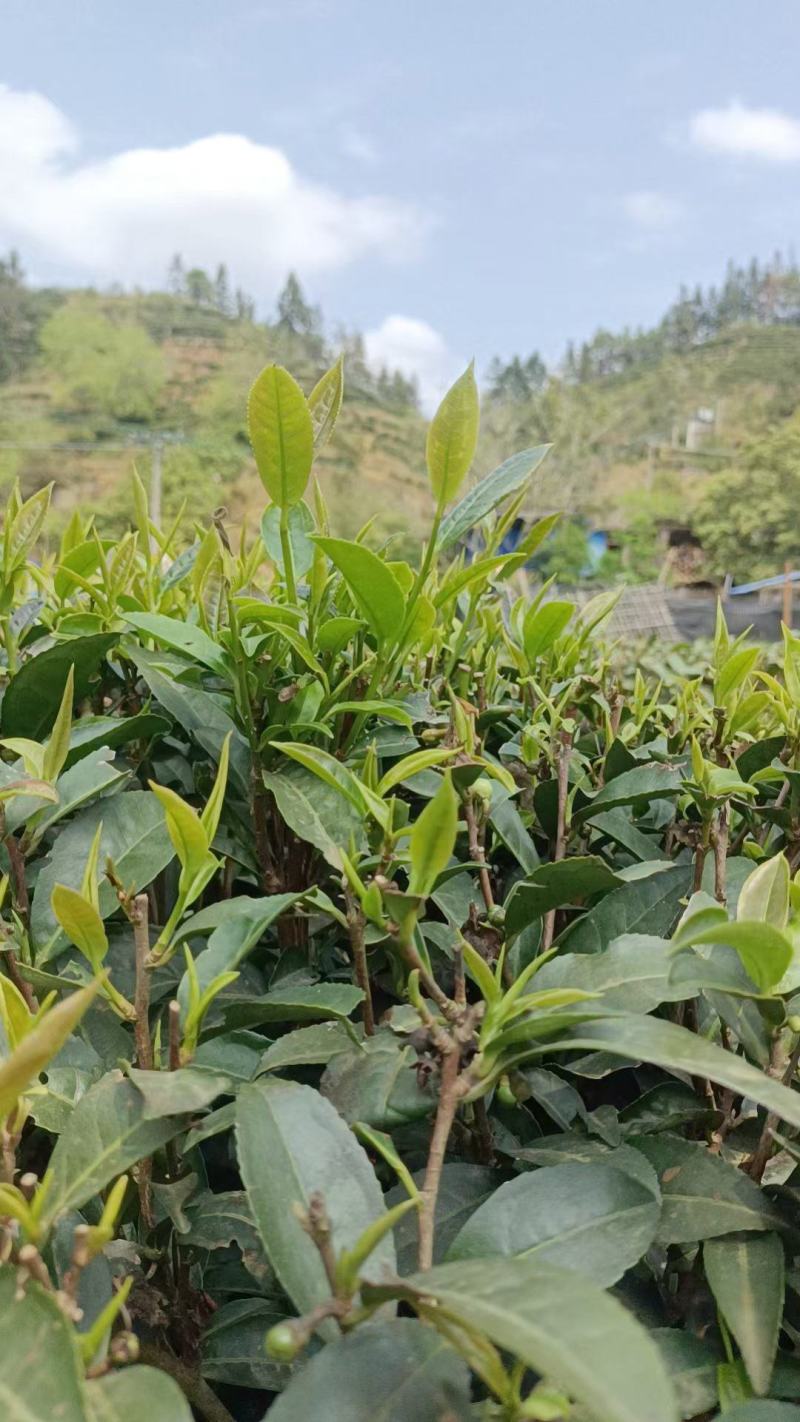 广西六堡茶