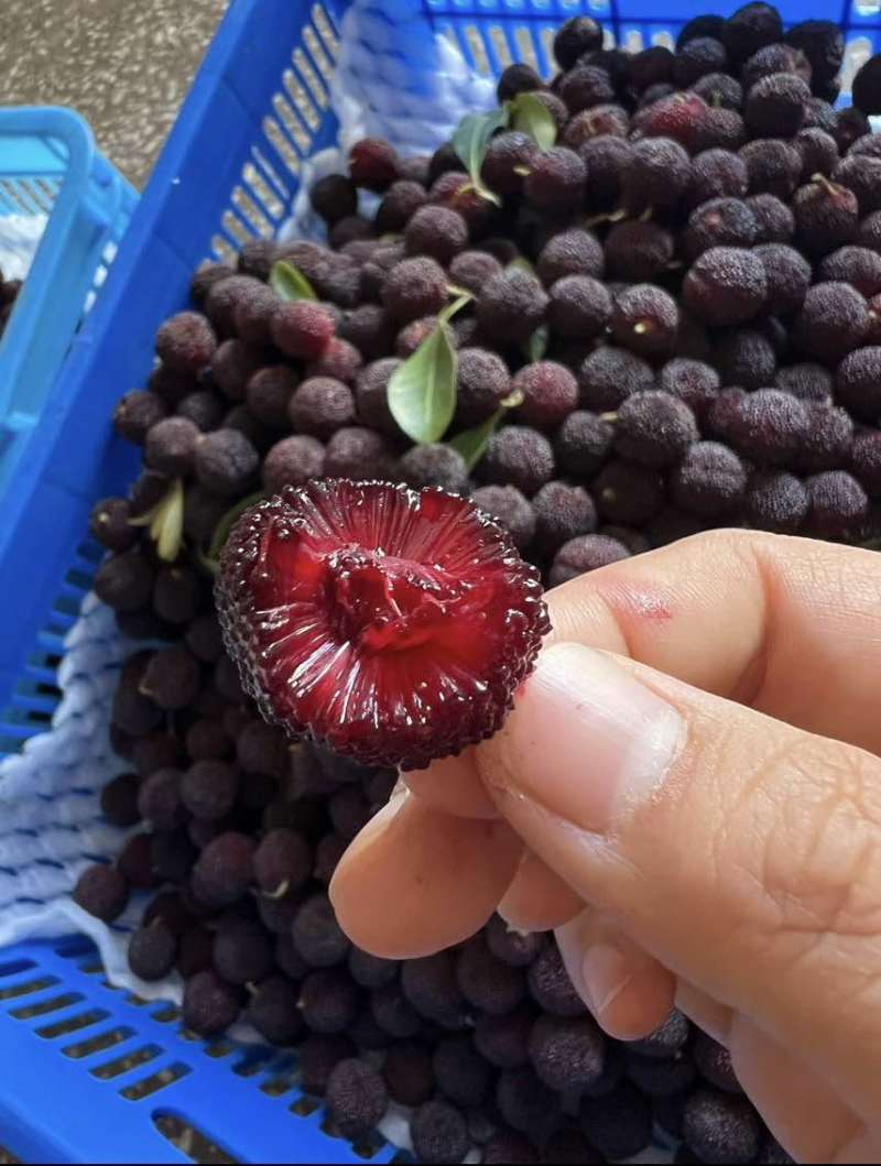 云南东魁杨梅