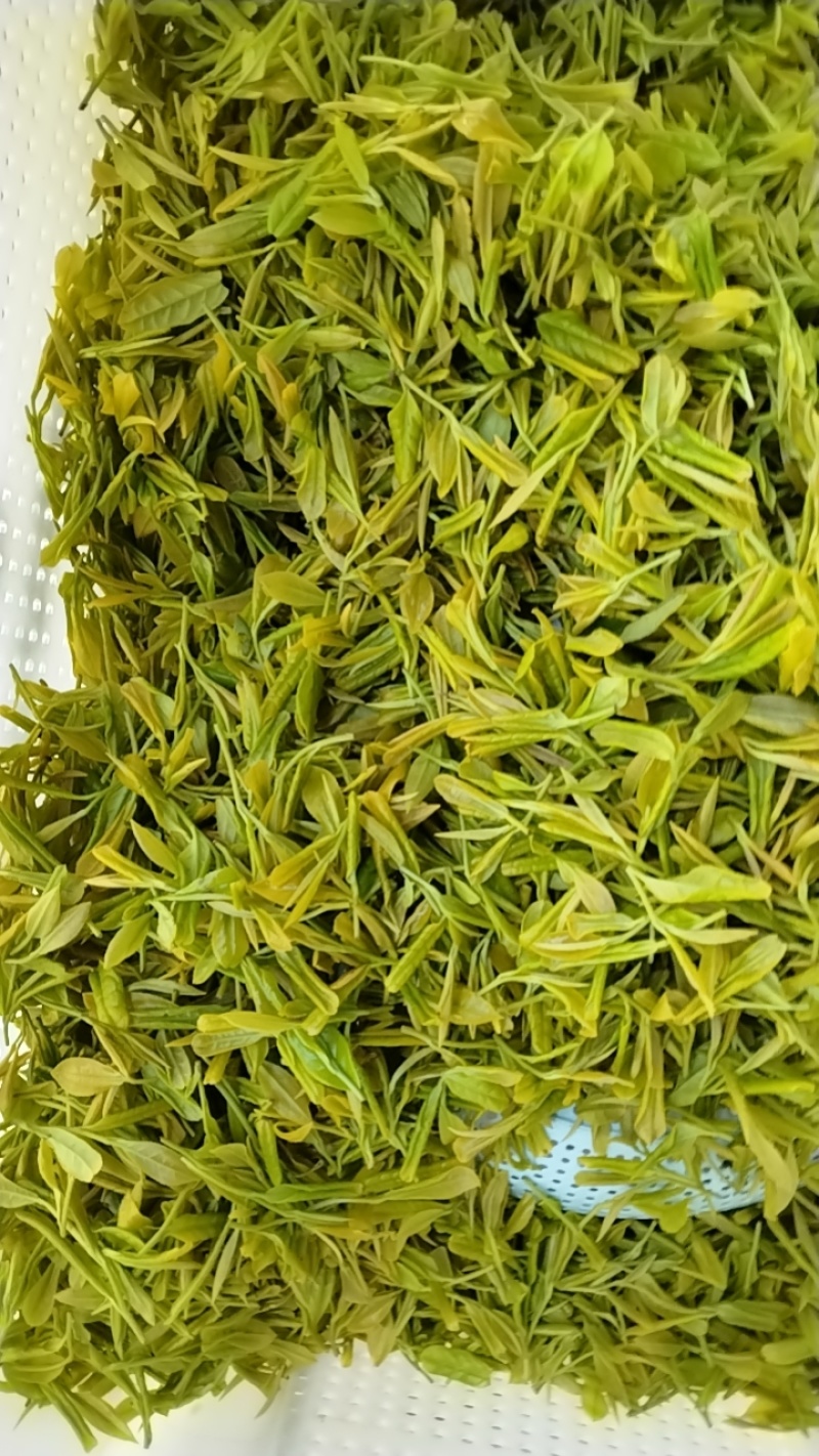 广德黄金芽