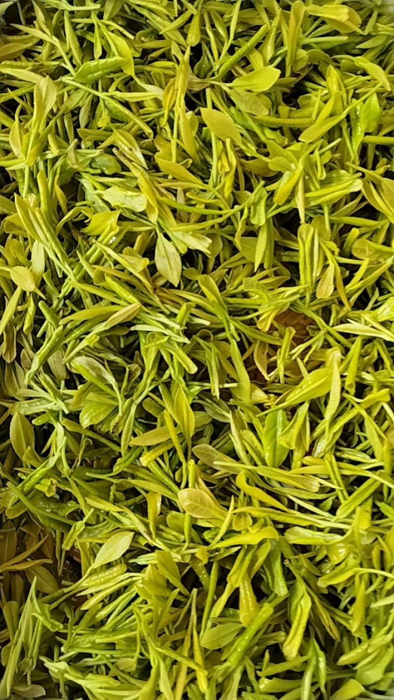 广德黄金芽