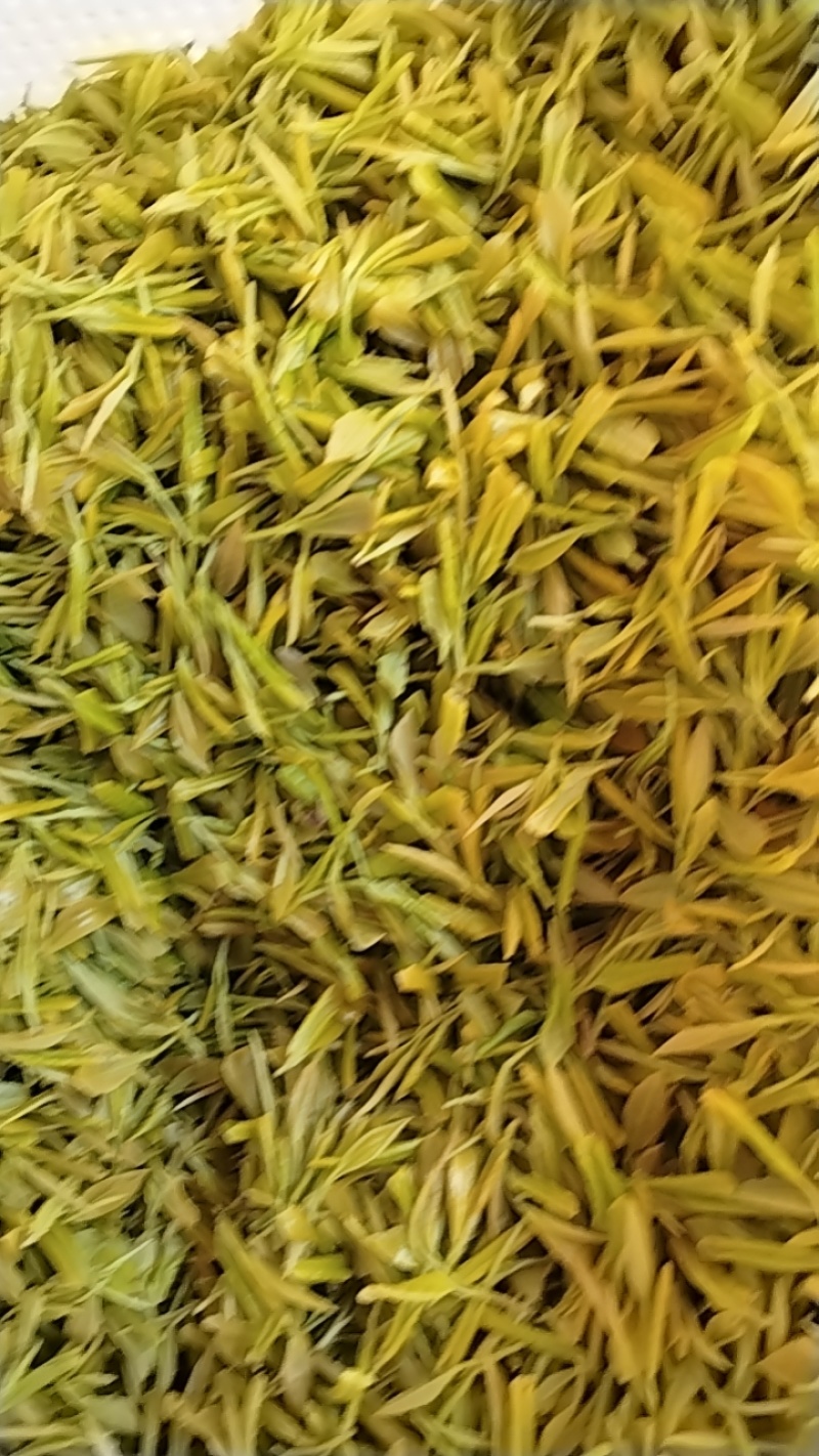 广德黄金芽