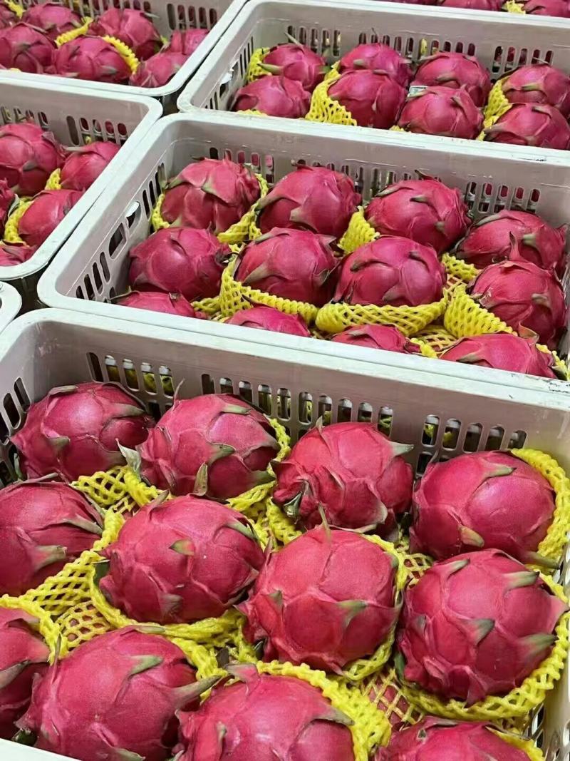 广西红心火龙果金都一号基地直销大量现货保质保量