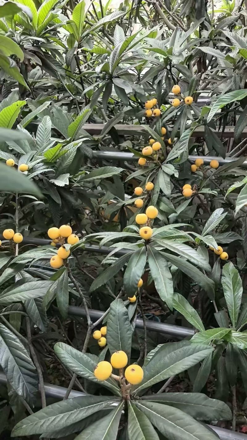 苏州东山白玉枇杷，自家批发，也支持代办。
