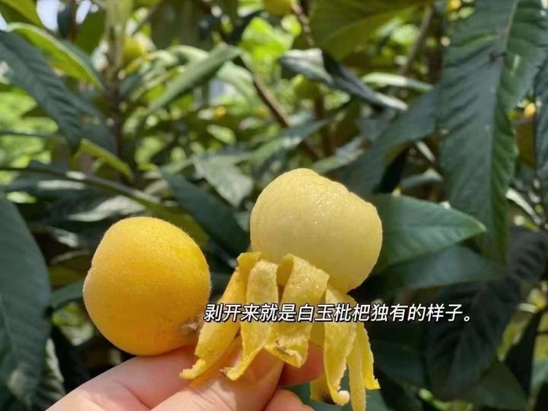 苏州东山白玉枇杷，自家批发，也支持代办。