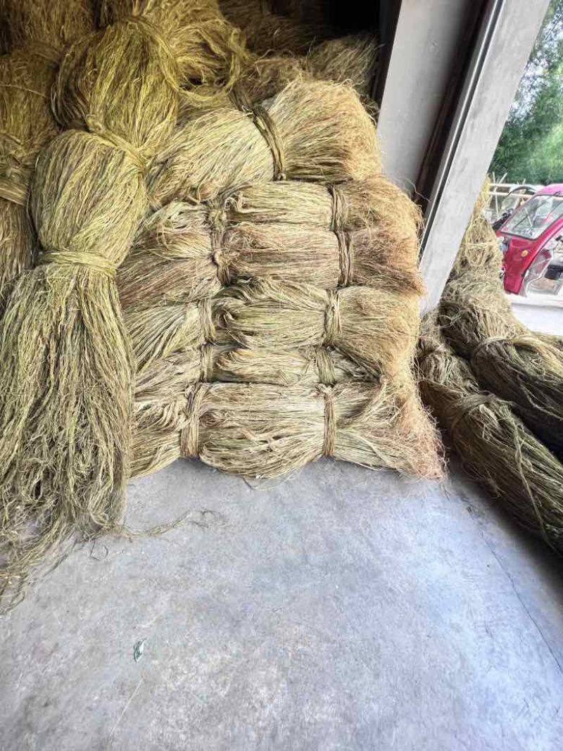 苎麻、四川苎麻