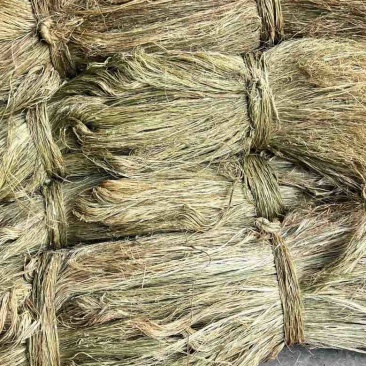 苎麻、四川苎麻