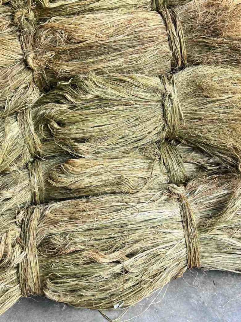苎麻、四川苎麻