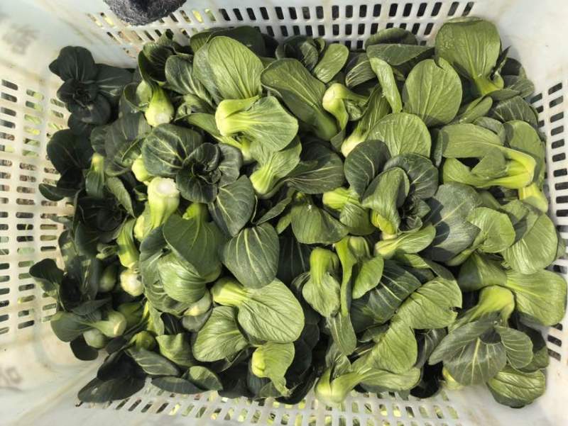 广东产地圆叶/尖叶菜心菜心苗斗白奶白菜上海青大