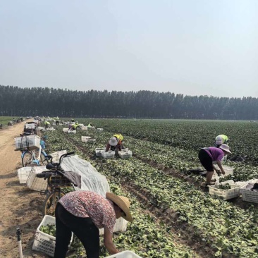 广东产地圆叶/尖叶菜心菜心苗斗白奶白菜上海青大