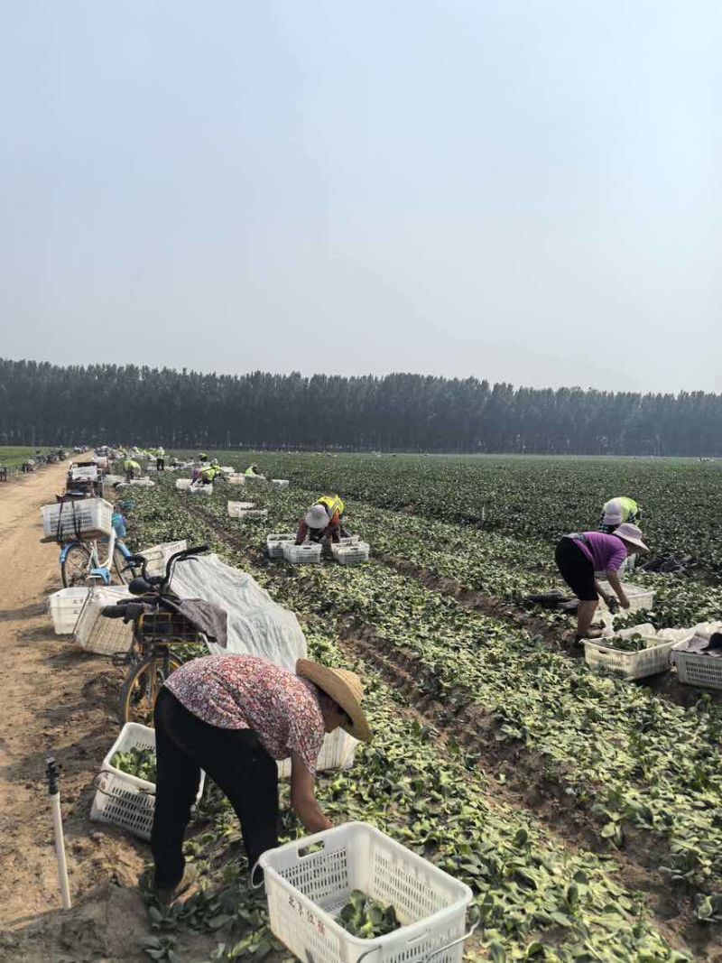 广东产地圆叶/尖叶菜心菜心苗斗白奶白菜上海青大