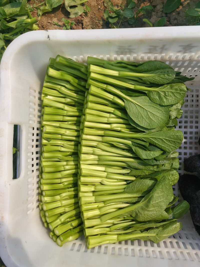 广东产地圆叶/尖叶菜心菜心苗斗白奶白菜上海青大