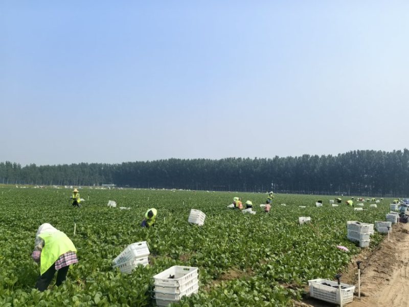 广东产地圆叶/尖叶菜心菜心苗斗白奶白菜上海青大