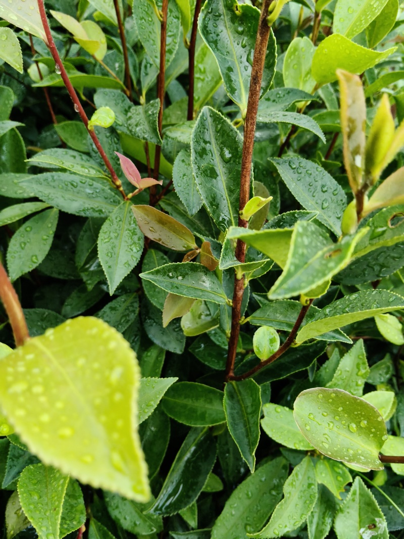 油茶苗