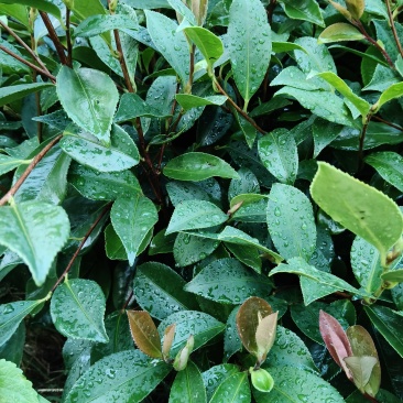 油茶苗