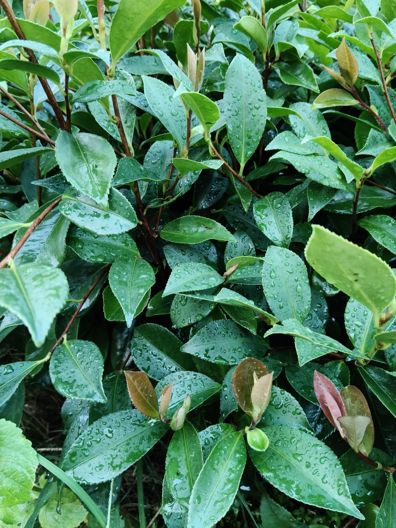 油茶苗