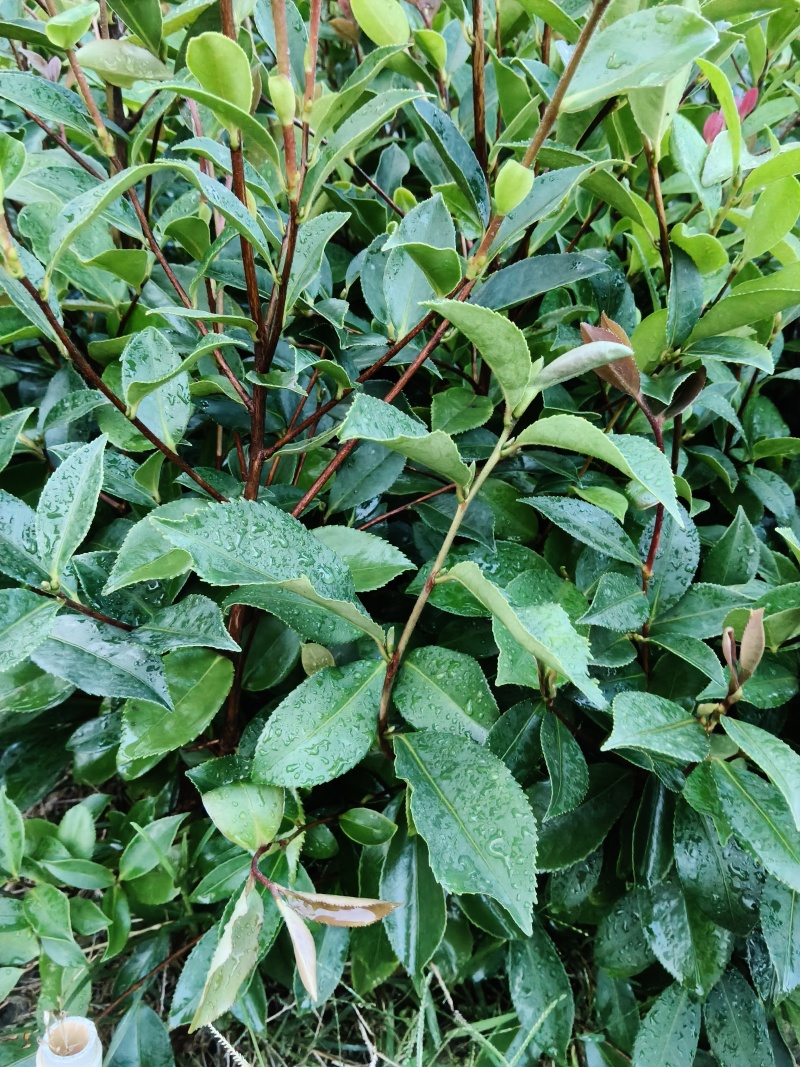 油茶苗