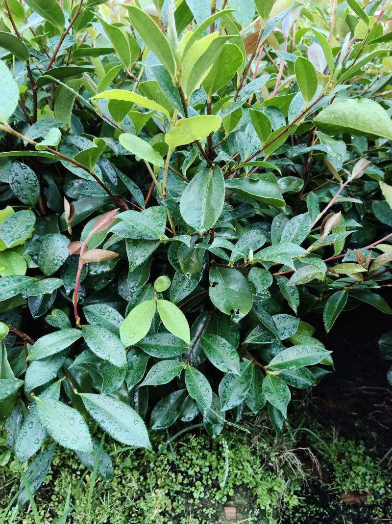 油茶苗