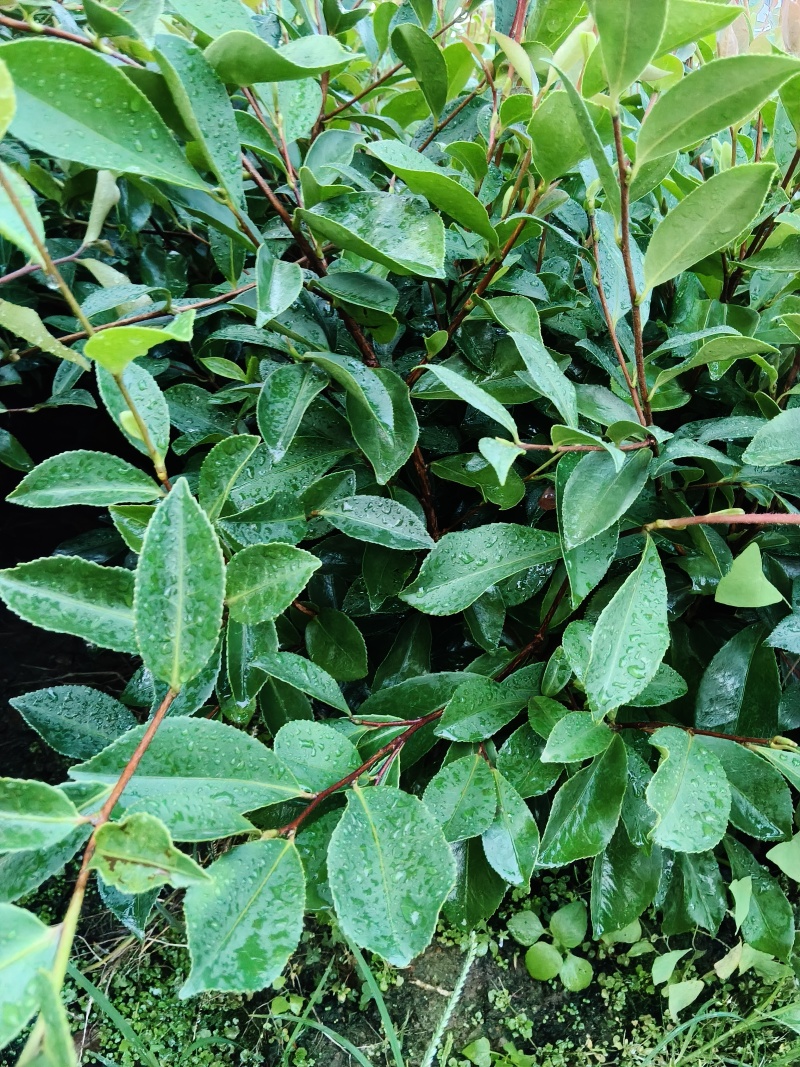 油茶苗