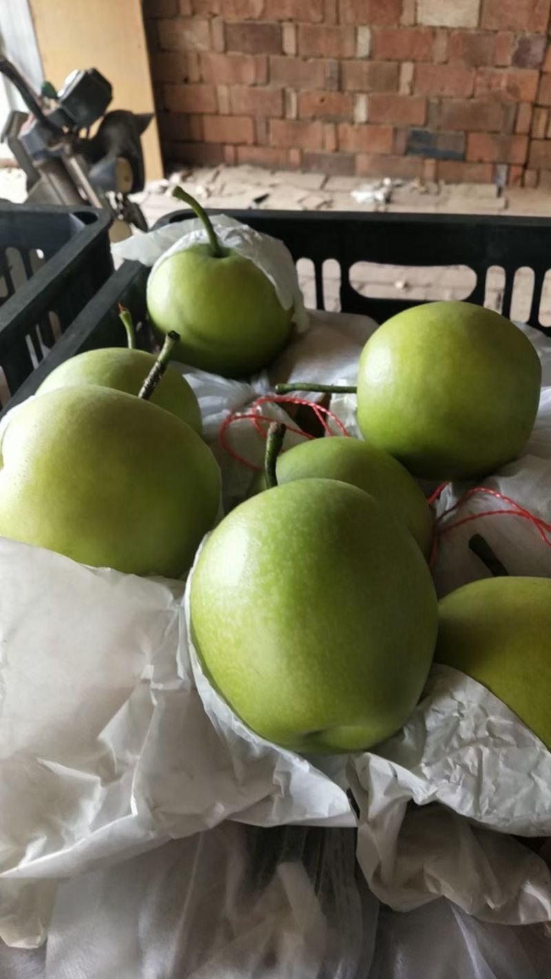 赵县雪梨鸭梨皇冠梨绿宝石红香酥