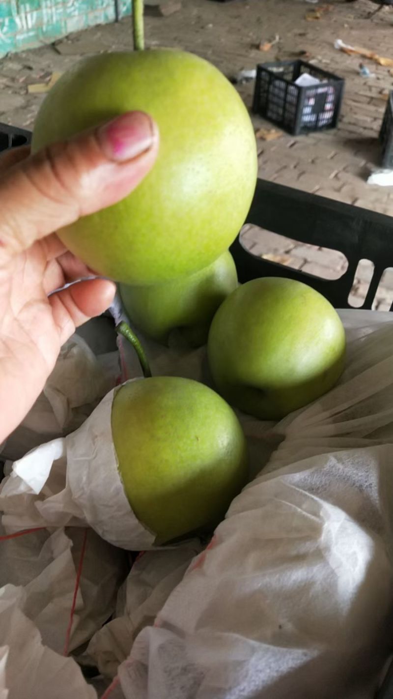 赵县雪梨鸭梨皇冠梨绿宝石红香酥
