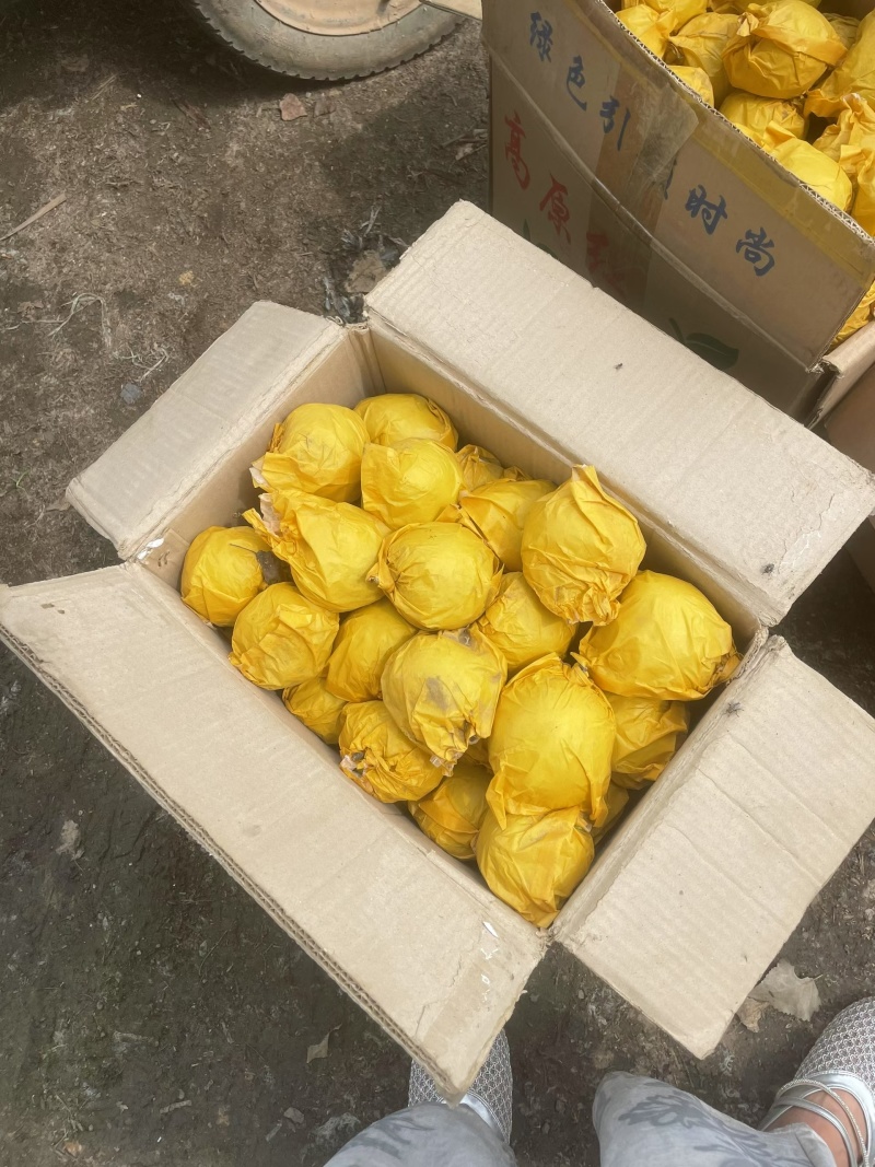 赵县雪梨鸭梨皇冠梨绿宝石红香酥