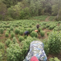 高山野菊花