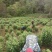 高山野菊花