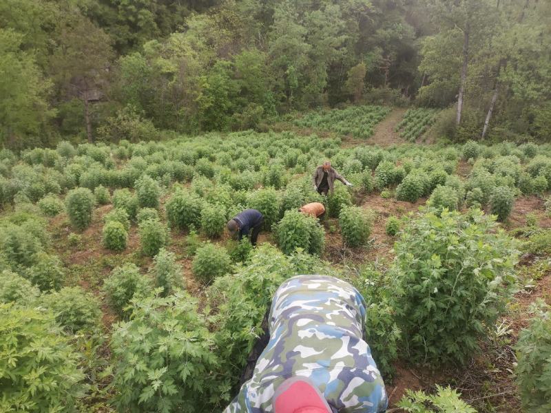 高山野菊花