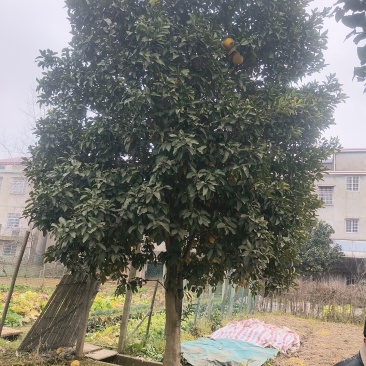 高杆柚子树