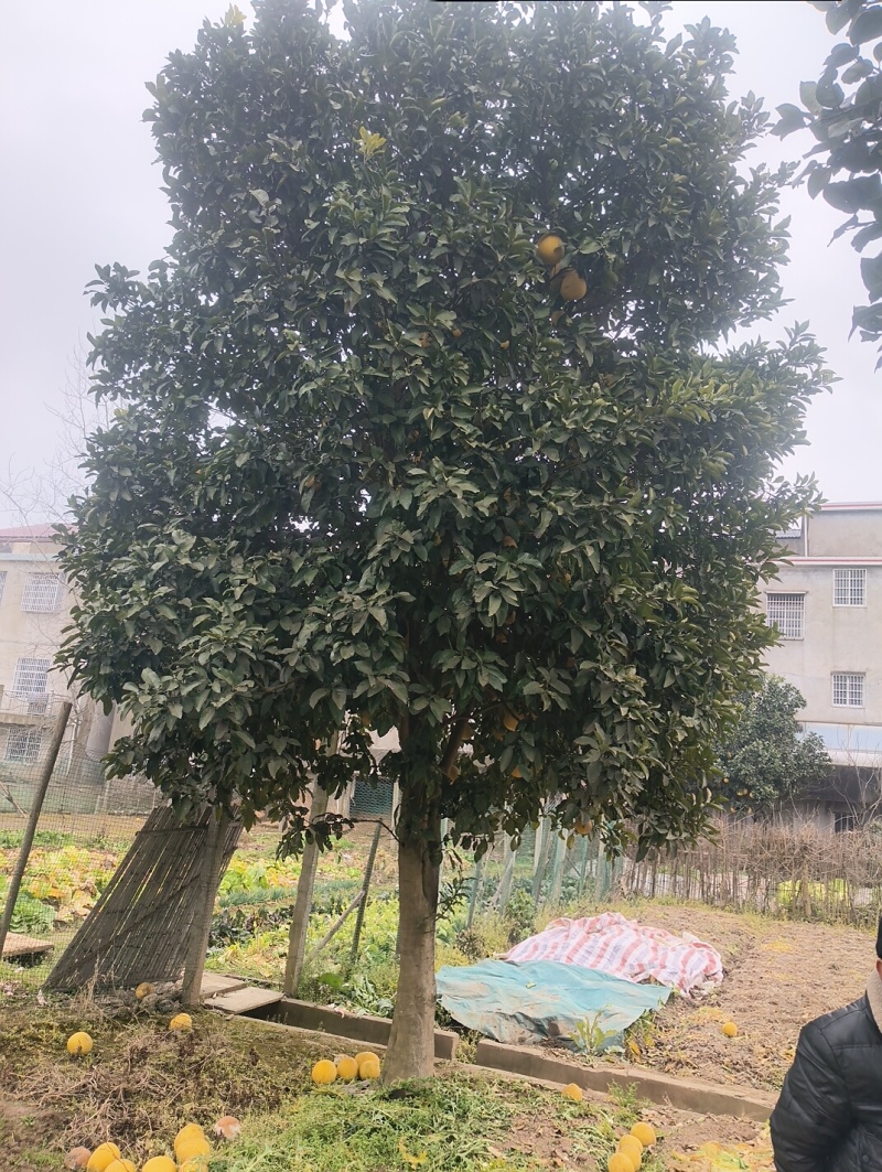 高杆柚子树