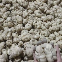 龙牙鲜百合一代二代发片种我是种植户直接对接没有中间