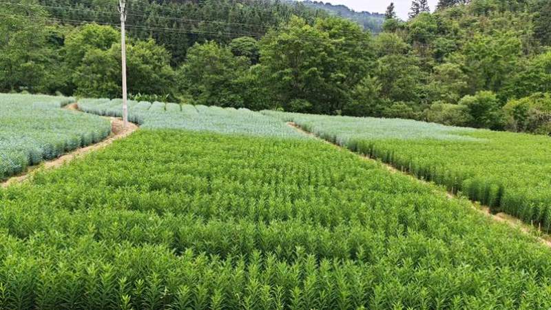 龙牙鲜百合一代二代发片种我是种植户直接对接没有中间