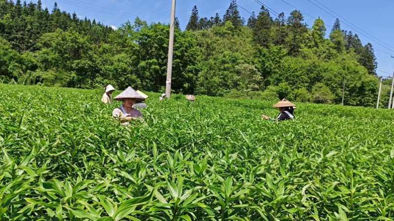 龙牙鲜百合一代二代发片种我是种植户直接对接没有中间