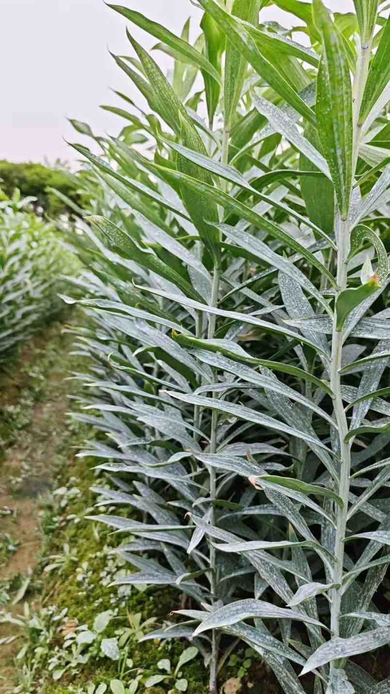 龙牙鲜百合一代二代发片种我是种植户直接对接没有中间