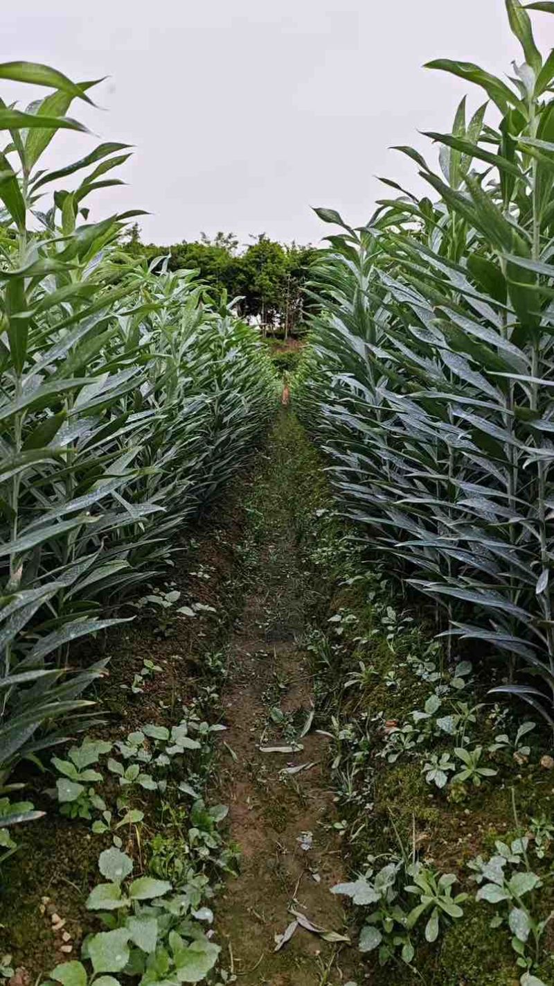 龙牙鲜百合一代二代发片种我是种植户直接对接没有中间